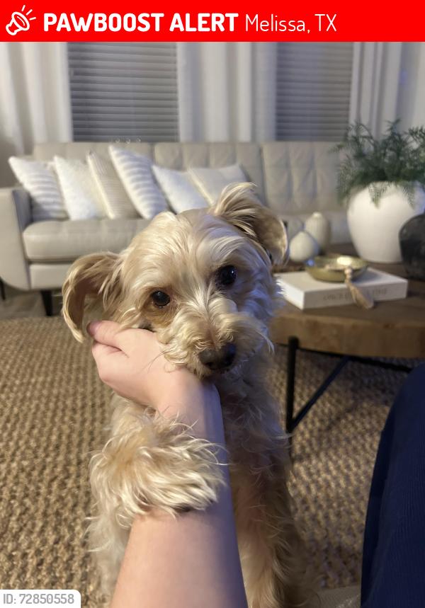 Lost Male Dog last seen North Creek Melissa TX, Melissa, TX 75454