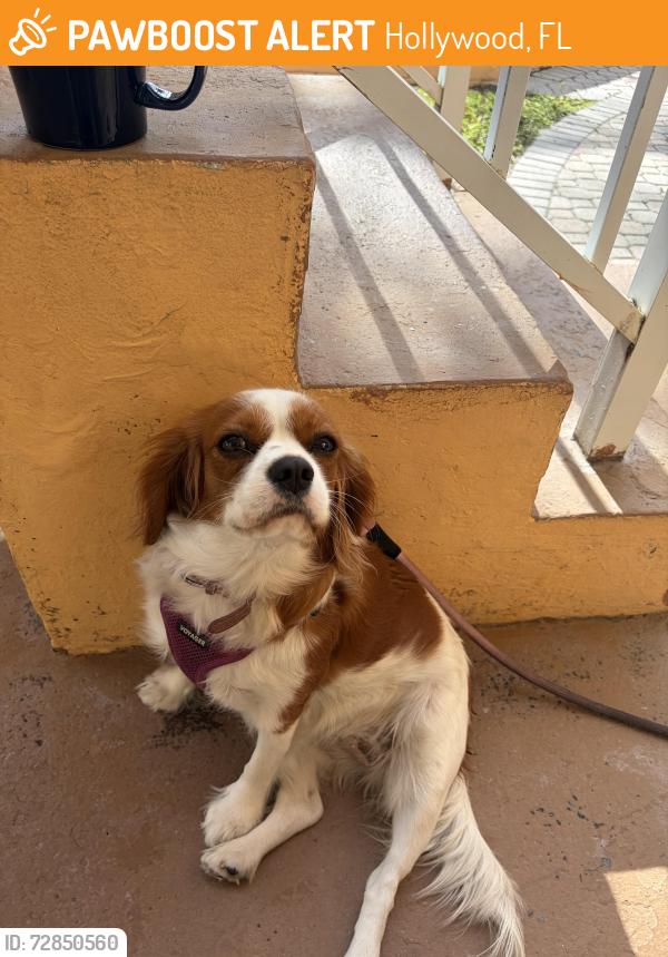 Found/Stray Female Dog last seen Connecticut Street and Arthur street, Hollywood, FL 33019