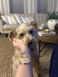 Lost Male Dog last seen North Creek Melissa TX, Melissa, TX 75454
