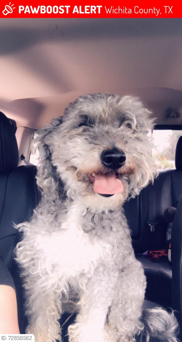Lost Male Dog last seen Van Horn rd Iowa Park TX, Wichita County, TX 76367