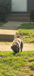 Found/Stray Unknown Dog last seen McCarty Park, Milwaukee, WI 53219