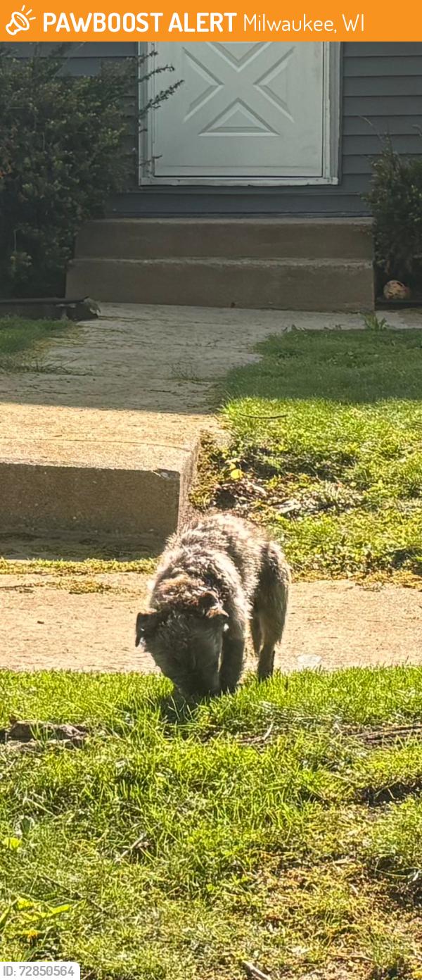 Found/Stray Unknown Dog last seen McCarty Park, Milwaukee, WI 53219