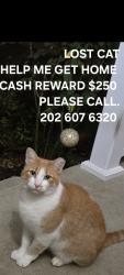 Reunited Male Cat last seen Cameron Mill, chirilagua area Lloyd apmts , Alexandria, VA 22305