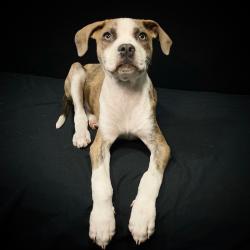 Shelter Stray Male Dog last seen , Cabot, AR 72007