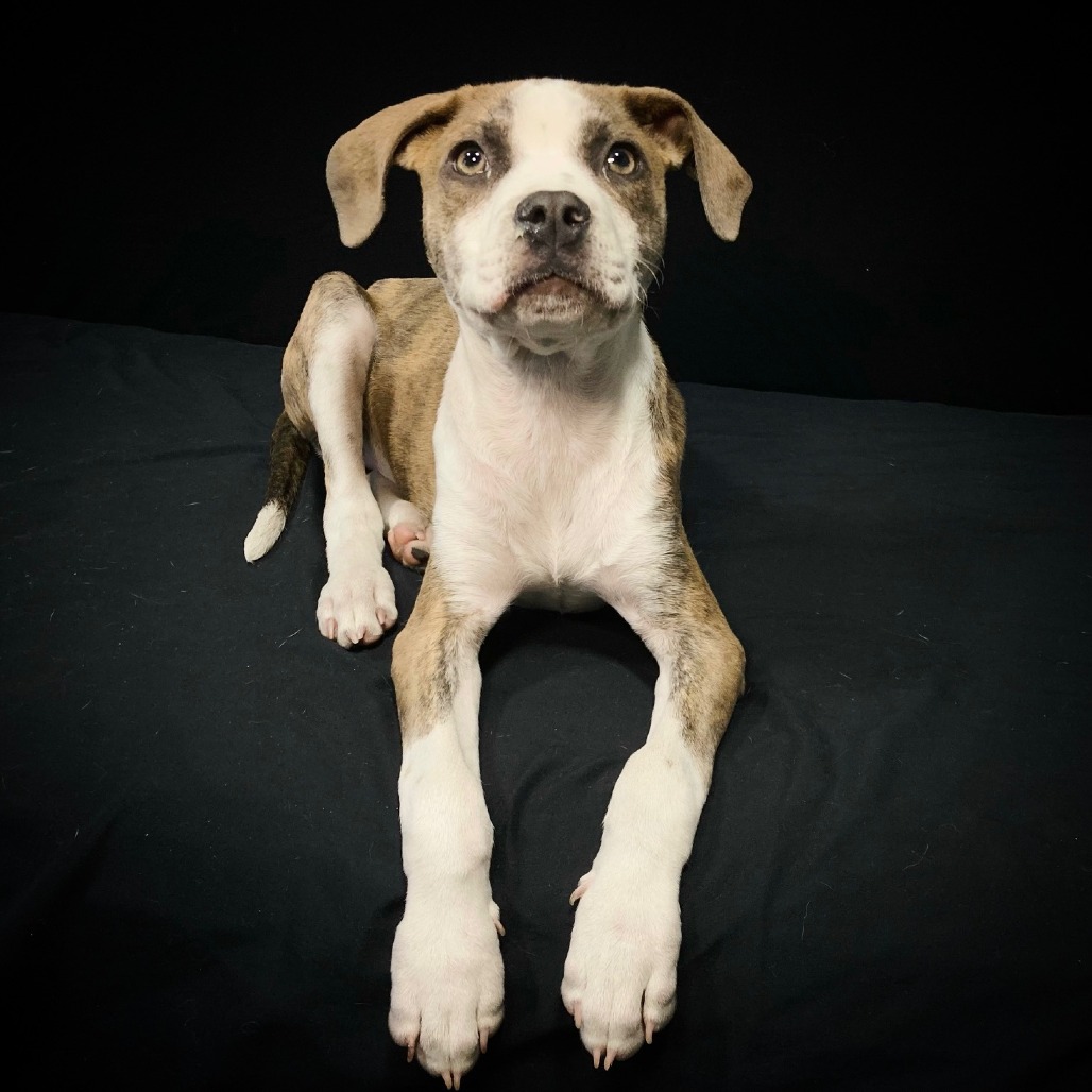 Shelter Stray Male Dog last seen , Cabot, AR 72007