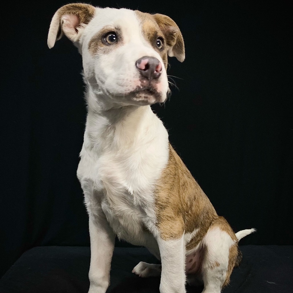 Shelter Stray Male Dog last seen , Cabot, AR 72007