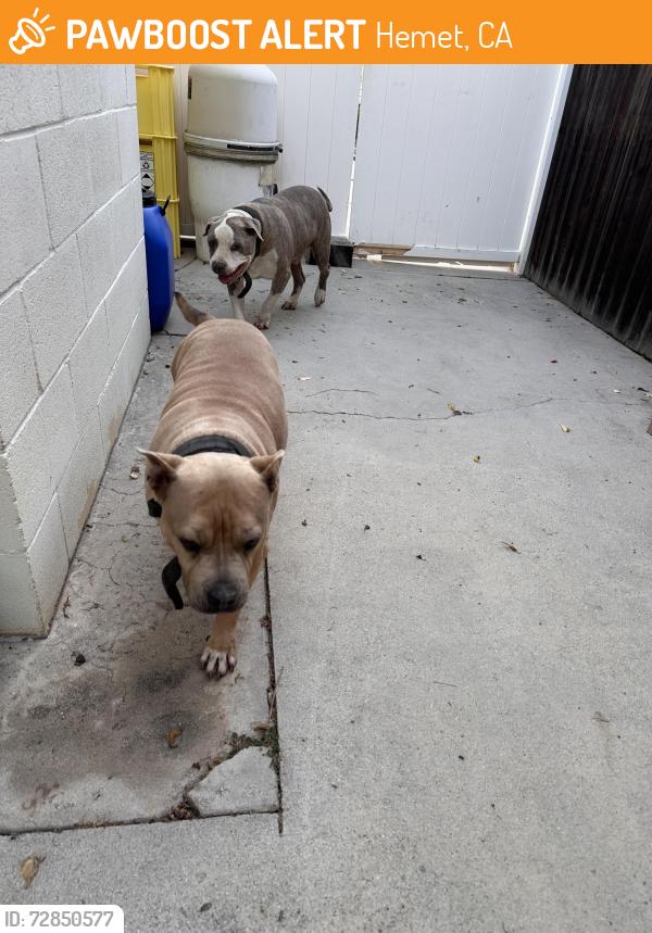 Found/Stray Unknown Dog last seen Hemet street & Charlton Ave, Hemet, CA 92583