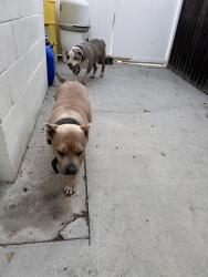 Found/Stray Unknown Dog last seen Hemet street & Charlton Ave, Hemet, CA 92583
