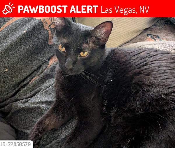 Lost Female Cat last seen Sandhill and Twain , Las Vegas, NV 89121