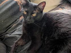 Lost Female Cat last seen Sandhill and Twain , Las Vegas, NV 89121