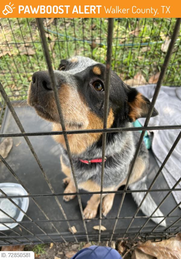 Found/Stray Female Dog last seen FM 980, near Canyon Ranch community, Walker County, TX 77320