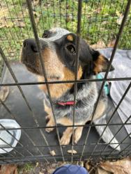 Found/Stray Female Dog last seen FM 980, near Canyon Ranch community, Walker County, TX 77320