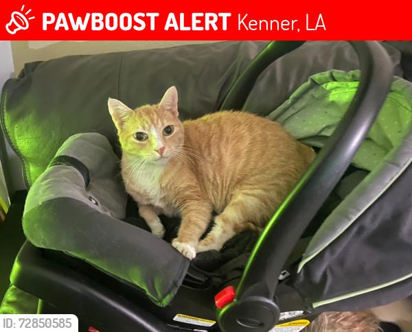 Lost Male Cat last seen Goodwill on West Esplanade, Kenner, LA 70065