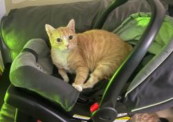 Lost Male Cat last seen Goodwill on West Esplanade, Kenner, LA 70065