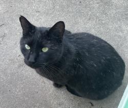 Found/Stray Unknown Cat last seen McCormick St. (Denia area), Denton, TX 76205