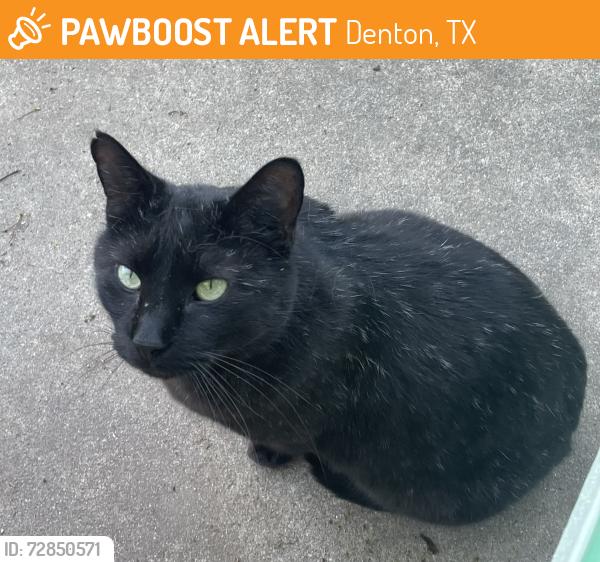 Found/Stray Unknown Cat last seen McCormick St. (Denia area), Denton, TX 76205