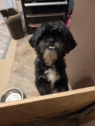 Found/Stray Unknown Dog last seen Elam Rd, Glenshire Dr, Balch Springs, TX 75180