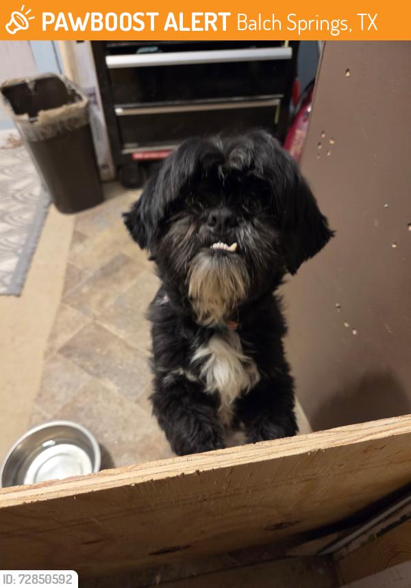 Found/Stray Unknown Dog last seen Elam Rd, Glenshire Dr, Balch Springs, TX 75180