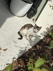 Found/Stray Unknown Cat last seen Hillsborough and Montague behind Target, Tampa, FL 33635