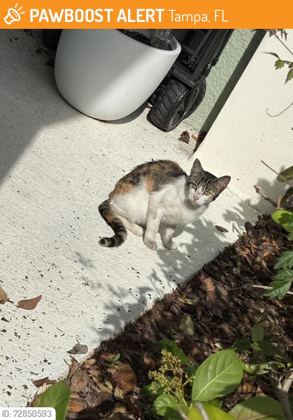 Found/Stray Unknown Cat last seen Hillsborough and Montague behind Target, Tampa, FL 33635