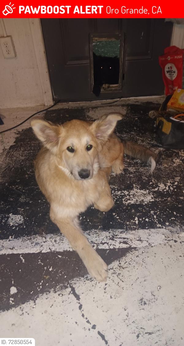 Lost Female Dog last seen Near National Trails Hwy , Oro Grande, CA 92368
