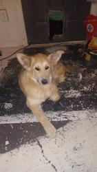 Lost Female Dog last seen Near National Trails Hwy , Oro Grande, CA 92368