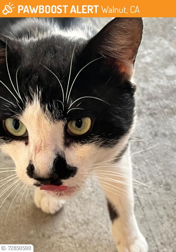 Found/Stray Unknown Cat last seen Wyn Terrace and Leanne Terrace (Walnut Leaf Drive), Walnut, CA 91789