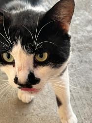 Found/Stray Unknown Cat last seen Wyn Terrace and Leanne Terrace (Walnut Leaf Drive), Walnut, CA 91789