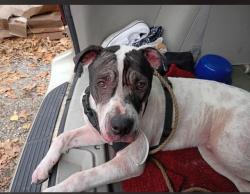 Found/Stray Male Dog last seen Doing What We Can homeless outreach , Chattanooga, TN 37411