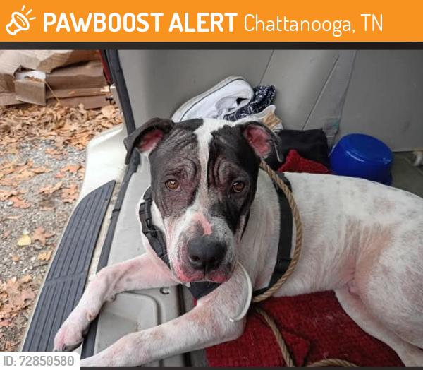 Found/Stray Male Dog last seen Doing What We Can homeless outreach , Chattanooga, TN 37411