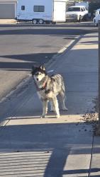 Found/Stray Unknown Dog last seen Near n 67th dr, Phoenix, AZ 85035