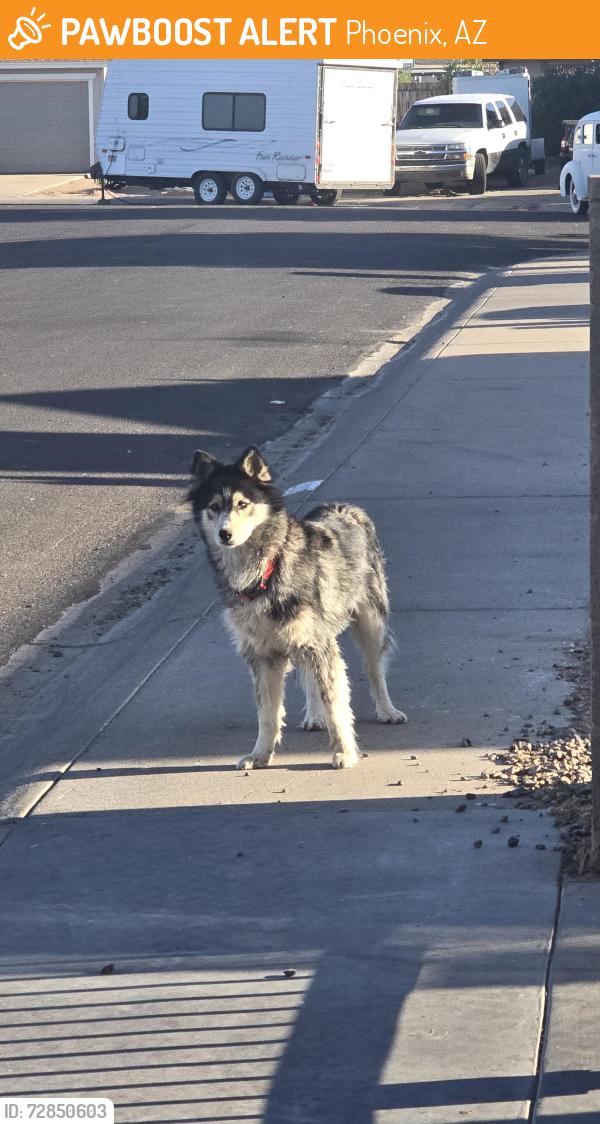 Found/Stray Unknown Dog last seen Near n 67th dr, Phoenix, AZ 85035