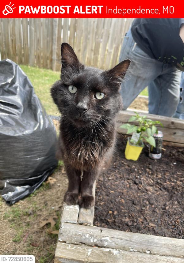 Lost Male Cat last seen Noland Road, Independence, MO 64055