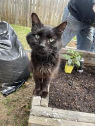 Lost Male Cat last seen Noland Road, Independence, MO 64055