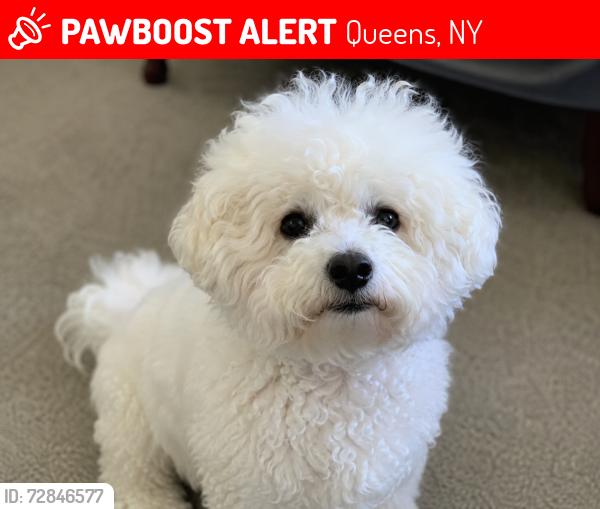 Lost Female Dog last seen COllege point and Roosevelt av, Queens, NY 11368