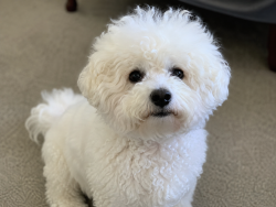 Lost Female Dog last seen COllege point and Roosevelt av, Queens, NY 11368
