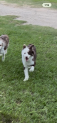 Lost Male Dog last seen County road 220 , Smith County, TX 75707