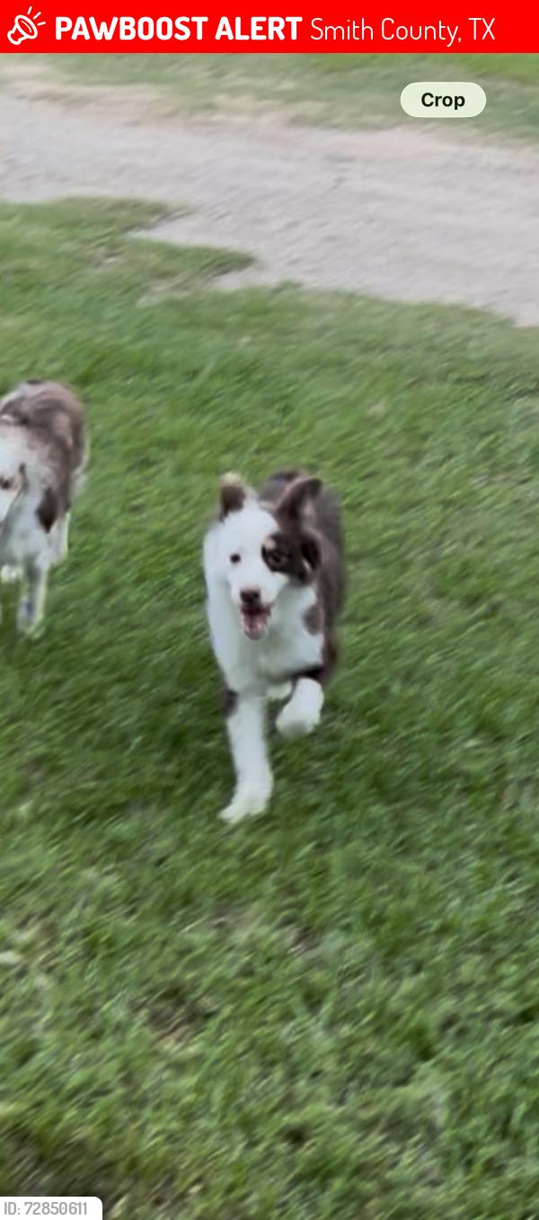 Lost Male Dog last seen County road 220 , Smith County, TX 75707