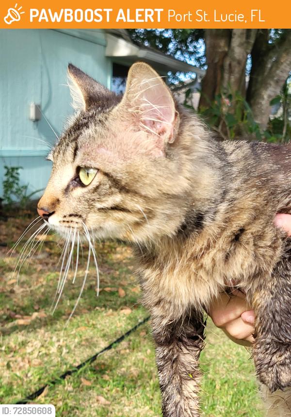 Found/Stray Male Cat last seen Sw California Blvd and Sw Americana st, Port St. Lucie, FL 34953