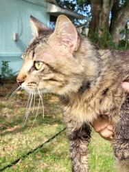 Found/Stray Male Cat last seen Sw California Blvd and Sw Americana st, Port St. Lucie, FL 34953
