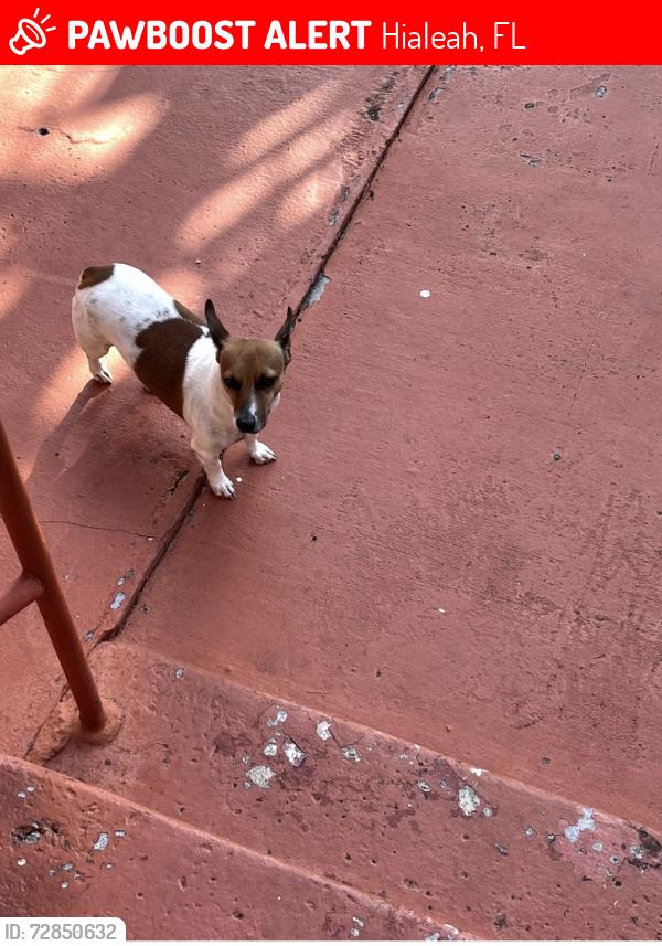 Lost Male Dog last seen Hialeah, Hialeah, FL 33012