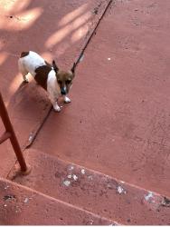 Lost Male Dog last seen Hialeah, Hialeah, FL 33012