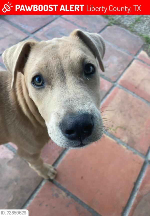 Lost Male Dog last seen FM 1409, Liberty County, TX 77535