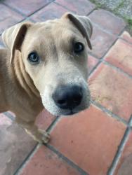 Lost Male Dog last seen FM 1409, Liberty County, TX 77535