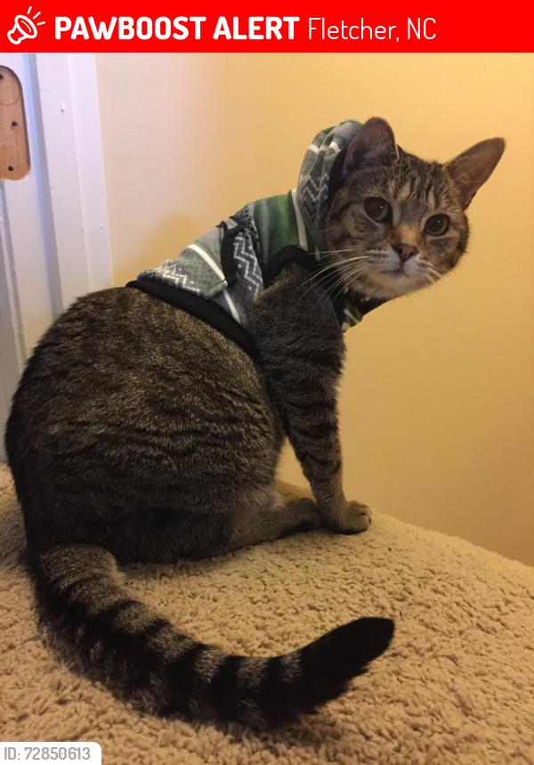 Lost Female Cat last seen Jackson meadow road, Fletcher, NC 28732