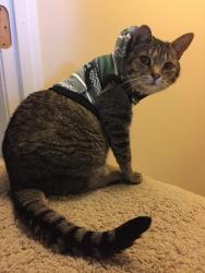 Lost Female Cat last seen Jackson meadow road, Fletcher, NC 28732
