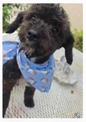 Lost Male Dog last seen Larkspur Drive & San Bernardino Ave, Fontana, CA 92335