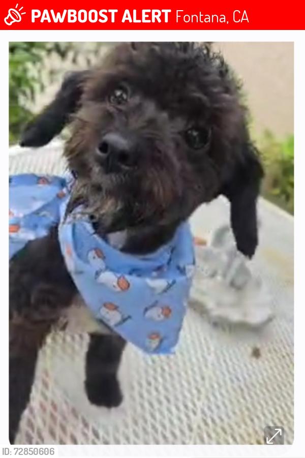 Lost Male Dog last seen Larkspur Drive & San Bernardino Ave, Fontana, CA 92335