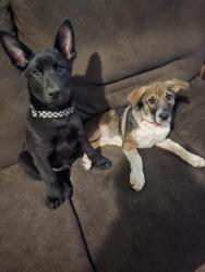 Lost Female Dog last seen Abbott dr 76108, White Settlement, TX 76108