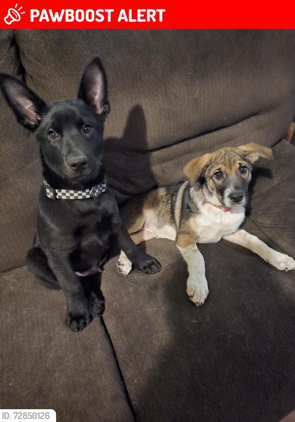 Lost Female Dog last seen Abbott dr 76108, White Settlement, TX 76108